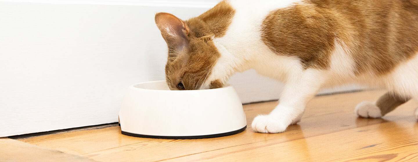 Best food for cats with hot sale liver disease